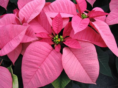 A couple pink poinsettias? Embracing the close-to-christmasness of it ...