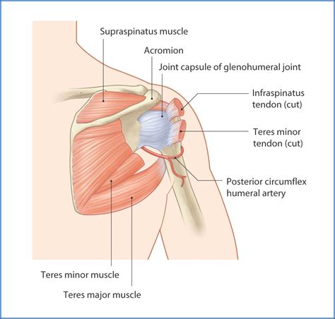 Shoulder Complex | Basicmedical Key