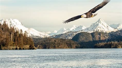 #4.3338, Eagle, Flying, Bird, Mountain, Scenery, 4K Wallpaper