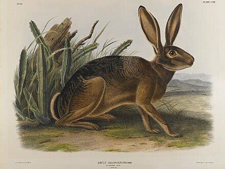 Hare - Wikipedia