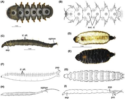 Psychodidae Larvae