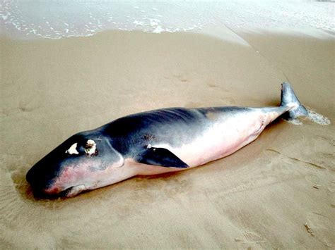 Pygmy Sperm Whale – "OCEAN TREASURES" Memorial Library