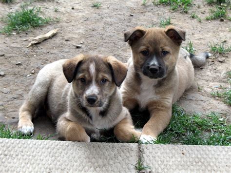 collie and shepherd crosses : Puppies for Sale : Dogs for sale in ...