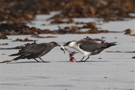 Arctic Skua by simon rowlands - BirdGuides