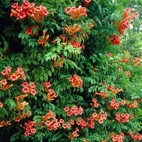 Flamenco Trumpet Vine, Campsis radicans | American Meadows