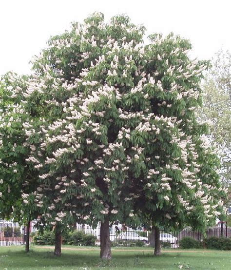 Horse Chestnut Tree Pictures, Facts on the Horse Chestnut Tree Species