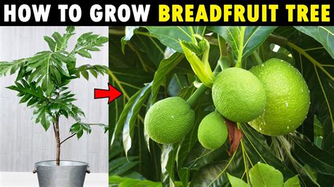 Breadfruit Tree Growing | How To Grow Breadfruit Tree (dwarf jackfruit) - YouTube