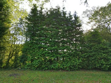 pruning - Making a leylandii hedge more bushy and thick - Gardening ...