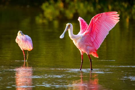 Stunning Photos of Naturally Pink Animals | Reader's Digest