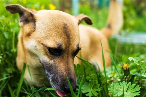 Why Dogs Eat Grass | The Causes & Risks of Dogs Consuming Grass