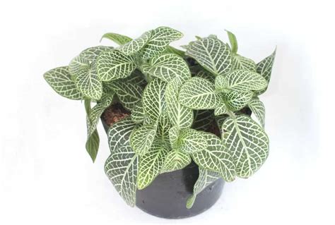 7 Fittonia Plant (Nerve Plant) Benefits - ProGardenTips