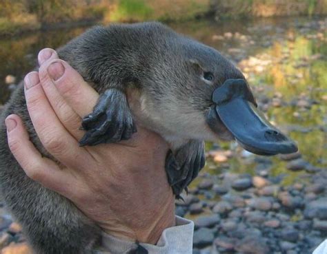 Australian Platypus Conservancy says the platypus remains reasonably widespread in central ...