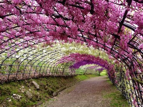 1000+ ideas about Wisteria Trellis on Pinterest | Wisteria ...