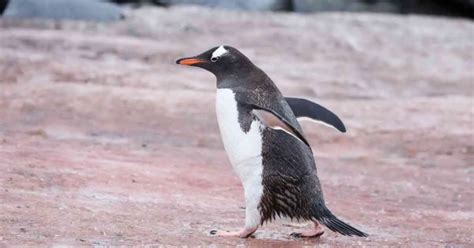 Penguin Behavior - AnimalBehaviorCorner