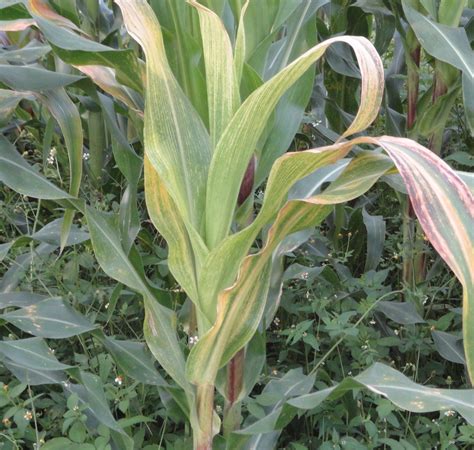 In My Own Words: Maize disease threaten livelihoods in Bomet County