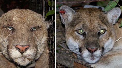 SoCal's famous mountain lion recovers from mange - ABC7 Los Angeles