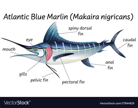 Swordfish Diagram