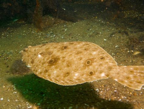 State Management Fails Southern Flounder - Marine Fish Conservation Network