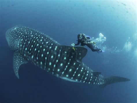 Cracking the mysteries of the elusive, majestic whale shark