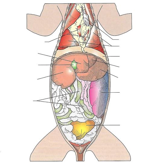 Feline abdominal and thoracic viscera Diagram | Quizlet