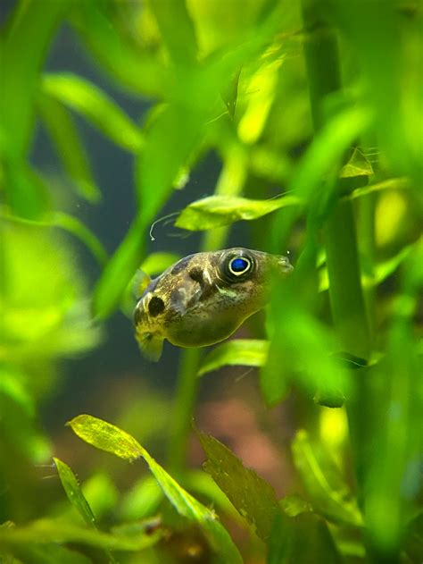 Indian Dwarf Pea Puffer For Sale | Splashy Fish