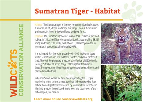 Sumatran Tiger Facts - WildCats Conservation Alliance