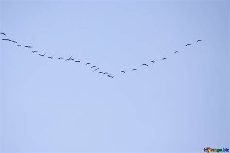 Birds sky , fly wedge free image - № 7435