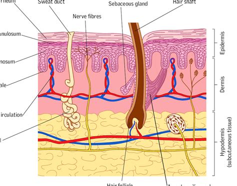 Skin Structure Diagram Labeled