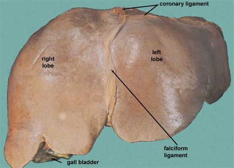 Ligamentum Teres Liver