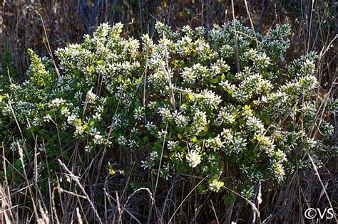 Baccharis pilularis | California Flora Nursery