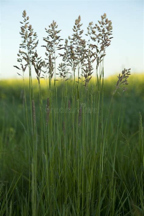 Poa annua grass stock photo. Image of vitality, outdoor - 4951480