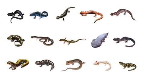 Types Of Salamanders | Learn Salamanders Amphibians In English Language ...