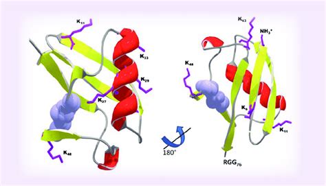 Connecting ubiquitin structure to function. Two views of the ubiquitin ...