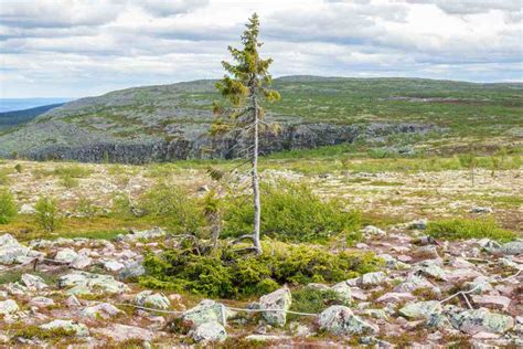 Unveiling The Secrets Of The Old Tjikko Tree | Abbaben.com