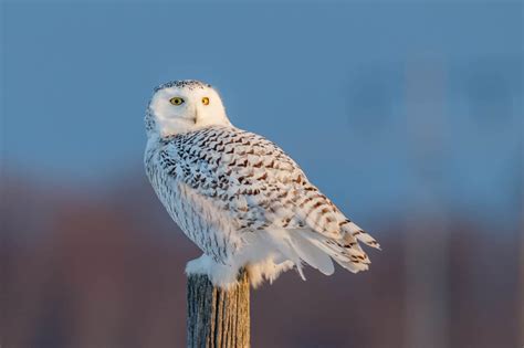 White Owl Sightings: Discover the Symbolism and Meaning - A-Z Animals