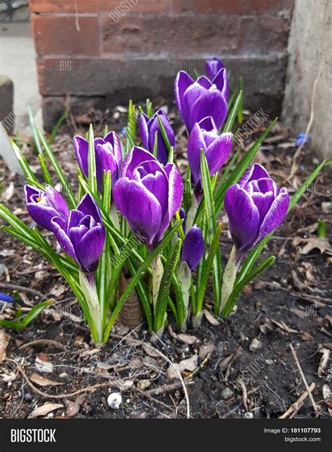 Purple Crocus Flowers Image & Photo (Free Trial) | Bigstock