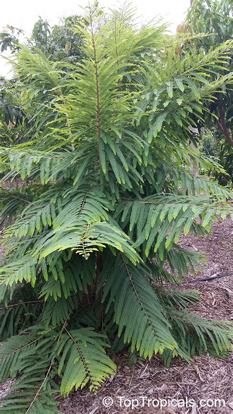 Emblica officinalis, Phyllanthus emblica, Indian Gooseberry, Emblic Myrobalan, Amla, Amalaki, Amloki