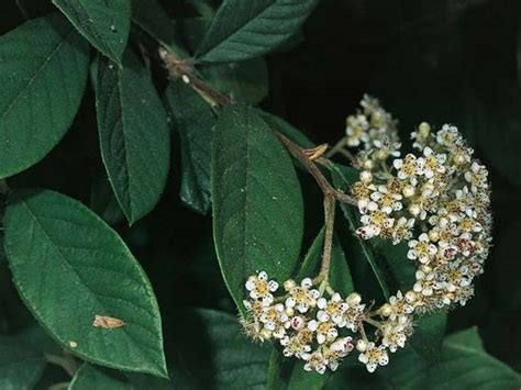 Cotoneaster lacteus Profile – California Invasive Plant Council