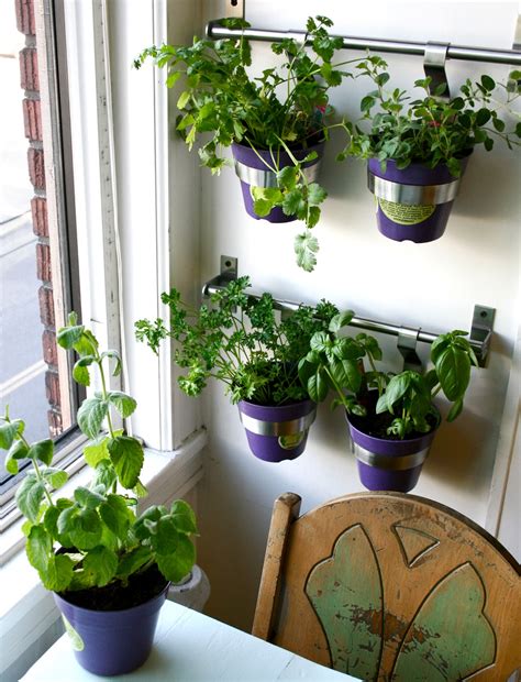 Kitchen Herbs to Grow – HomesFeed