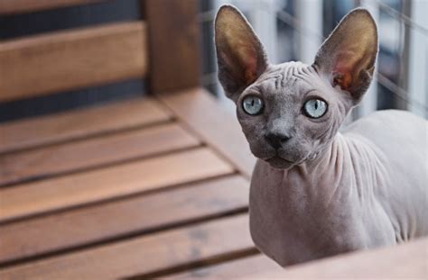 The Top Hairless Cat Breeds | BeChewy