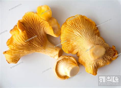 Cantharellus cibarius, Stock Photo, Picture And Rights Managed Image ...