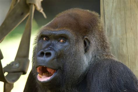 Gorilla Teeth Stock Photos, Pictures & Royalty-Free Images - iStock