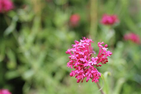 Pink valerian flower Photograph by Stephanie Cervi