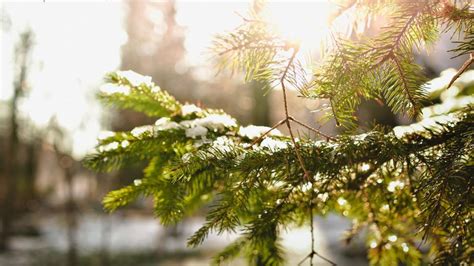 Free Stock Photo of leaf plant leaves tree branch maple season spring ...