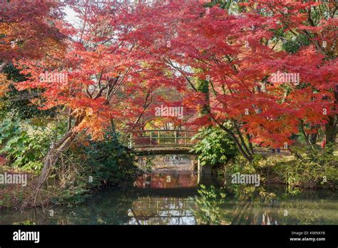 Beautiful fall color of Kyoto Botanical Garden, Kyoto, Japan Stock ...