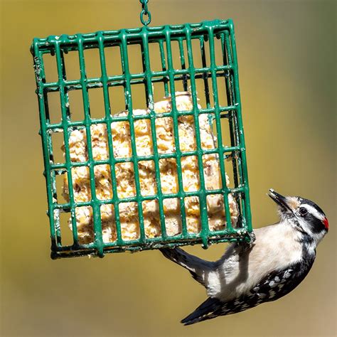 Homemade Suet Recipes (and Suet Feeding Tips) for Birds | Family Handyman