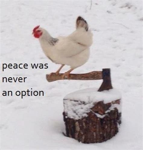 Peace Was Never an Option | Peace Was Never An Option | Know Your Meme