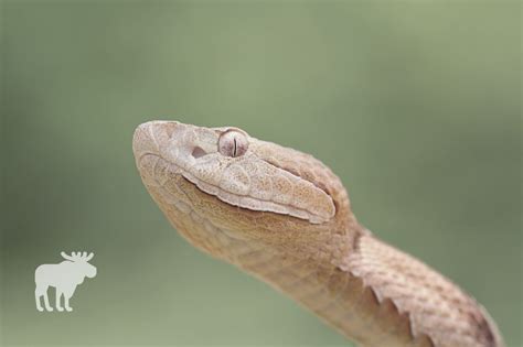 Juvenile Copperhead Snake Identification