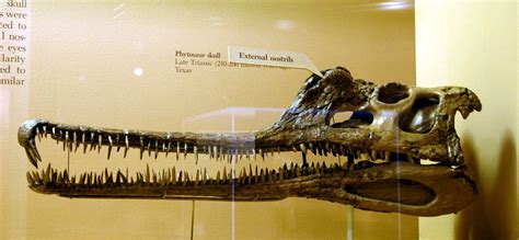 Phytosaurs Pictures - AZ Animals