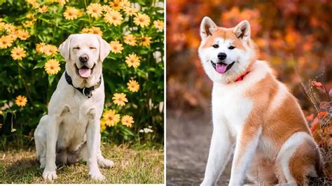 Yellow Lab Akita Mix – A Unique And Strong-Willed Combination